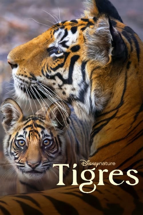 Jaquette Tigres